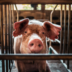 Schwein im Stall schaut in die Kamera.