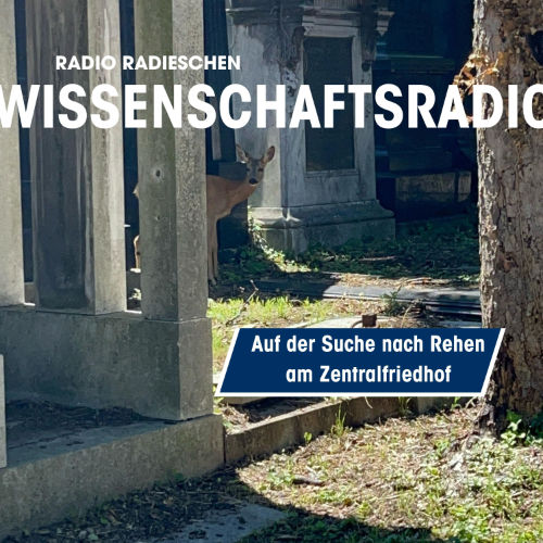 Auf der Suche nach Rehen am Zentralfriedhof